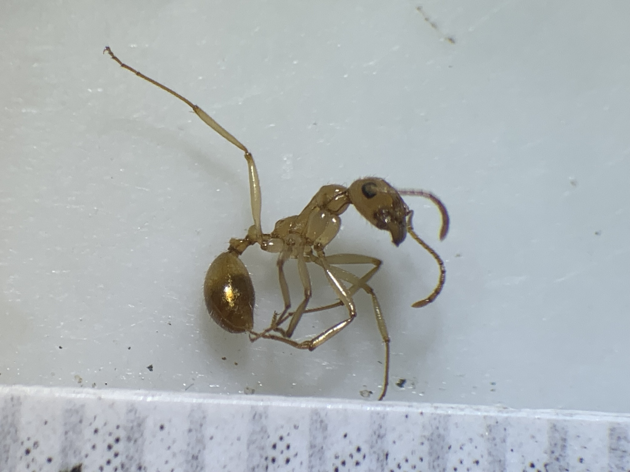 Aphaenogaster megommata