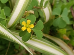 Oxalis corniculata
