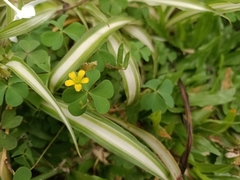 Oxalis corniculata