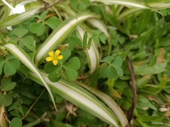 Oxalis corniculata