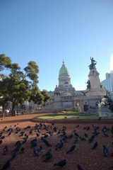 Columba livia domestica