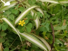 Oxalis corniculata