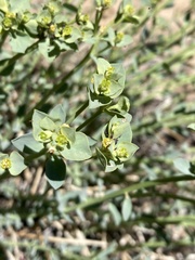 Euphorbia lurida