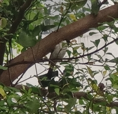 Pycnonotus aurigaster