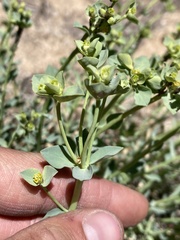Euphorbia lurida