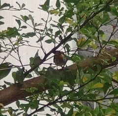 Pycnonotus aurigaster