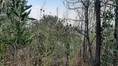 Leonotis nepetifolia