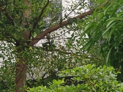 Pycnonotus aurigaster