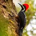 Powerful Woodpecker - Photo (c) Francesco Veronesi, some rights reserved (CC BY-NC-SA)