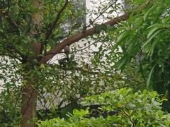 Pycnonotus aurigaster