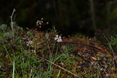 Lomatium geyeri