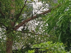 Pycnonotus aurigaster
