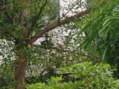 Pycnonotus aurigaster