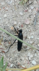 Dasypogon