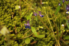Collinsia grandiflora