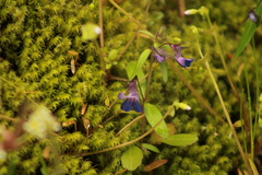 Collinsia grandiflora