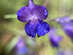 Collinsia grandiflora