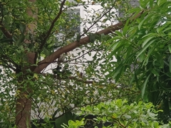 Pycnonotus aurigaster