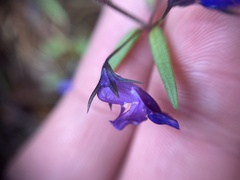 Collinsia grandiflora