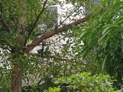 Pycnonotus aurigaster