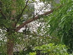 Pycnonotus aurigaster
