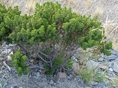 Baccharis tola