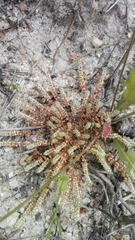 Illecebrum verticillatum