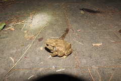 Bufo gargarizans