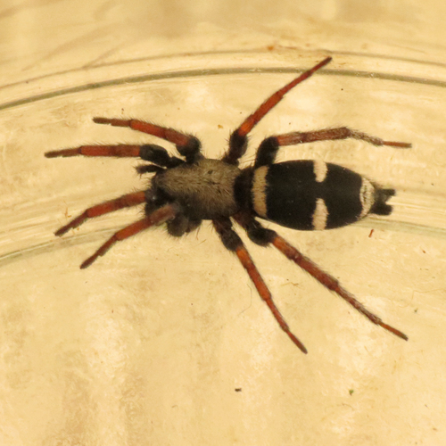 Sergiolus columbianus