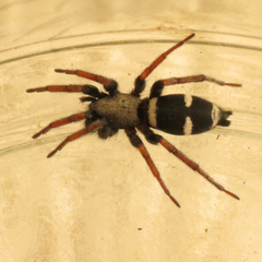 Sergiolus columbianus