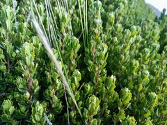 Baccharis tola