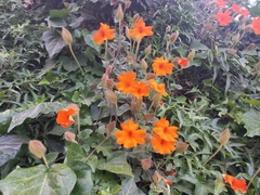 Thunbergia gregorii