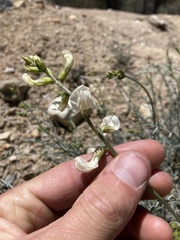 Astragalus pachypus