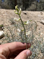 Astragalus pachypus