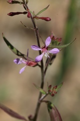 Clarkia heterandra
