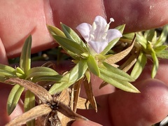 Hexasepalum angustifolium