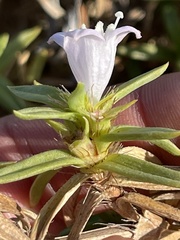 Hexasepalum angustifolium