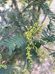 Acacia nanodealbata
