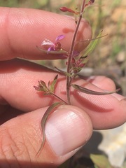 Clarkia heterandra
