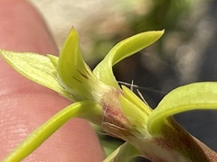 Hexasepalum angustifolium