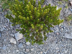 Baccharis tola