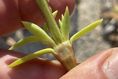 Hexasepalum angustifolium