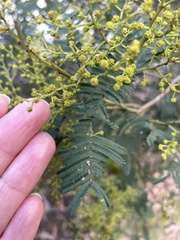 Acacia nanodealbata