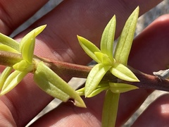 Hexasepalum angustifolium