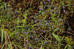 Collinsia grandiflora