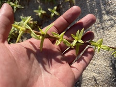 Hexasepalum angustifolium