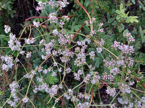 iNaturalist observation photo of California Buckwheat