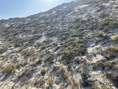 Hexasepalum angustifolium