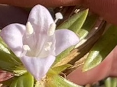 Hexasepalum angustifolium