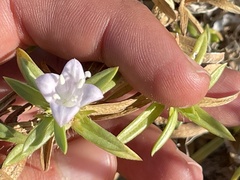 Hexasepalum angustifolium